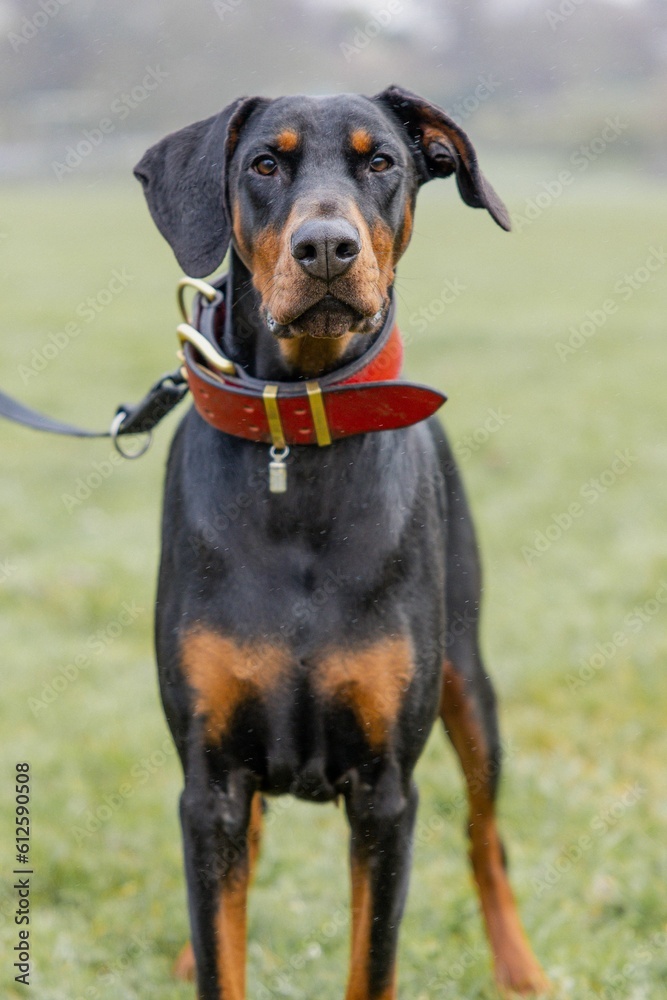 Adorable dobermann in a lush grassy field, wearing a bright red collar