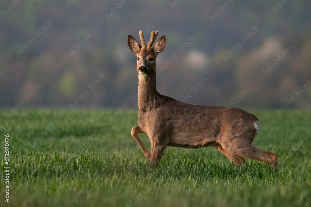 Selective focus on a roe deer found grazing in an open field in the countryside Selective focus on a roe deer found grazing in an open field in the countryside
