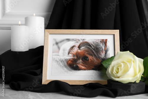 Photography Frame with picture of dog, burning candles and rose flower on light grey table, closeup