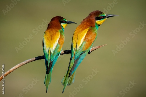 Beautiful view of a European bee-eater on the tree branch with blurred background