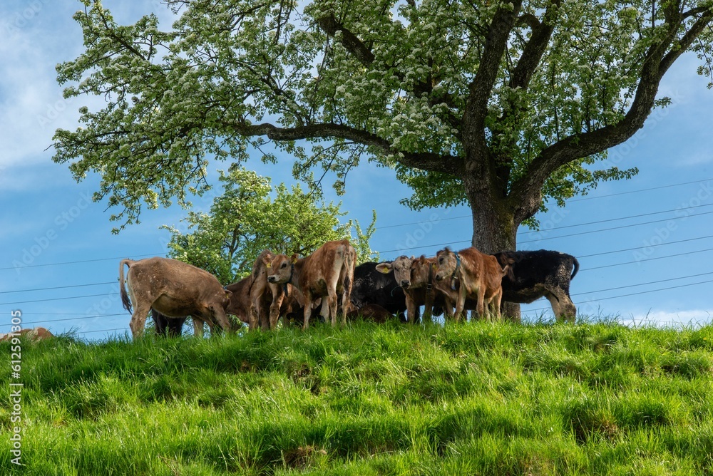 Herd of cattle standing on top of a lush green hillside