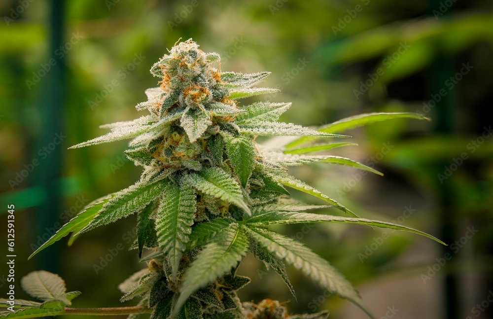 Closeup shot of Cannabis growing in the garden Closeup shot of Cannabis growing in the garden