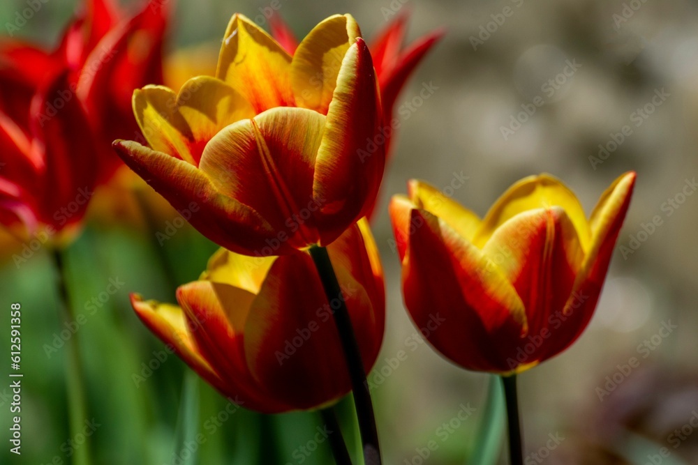 Beautiful view of a tulip in the garden