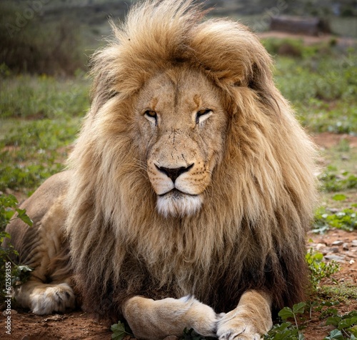 Portrait of a big lion resting in Kruger National park  South Africa