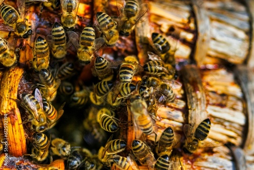 Closeup of a bunch of bees in a Hive