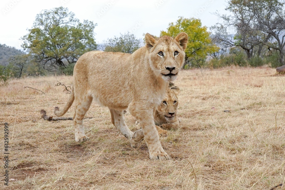 Closeup of two wild African lion cubs in a Safari Closeup of two wild African lion cubs in a Safari
