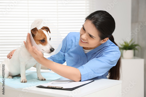Veterinarian and cute Jack Russell Terrier dog wearing medical plastic collar in clinic