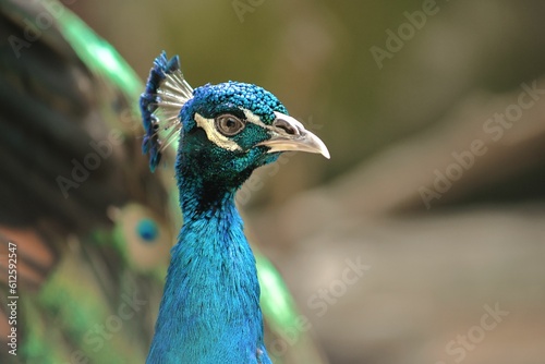 Closeup shot of a peacock against a blurred background