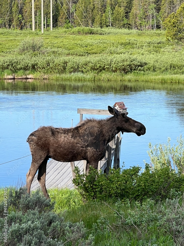Fototapeta premium young bull moose standing by the river in Island Park Idaho, greater Yellowstone ecosystem