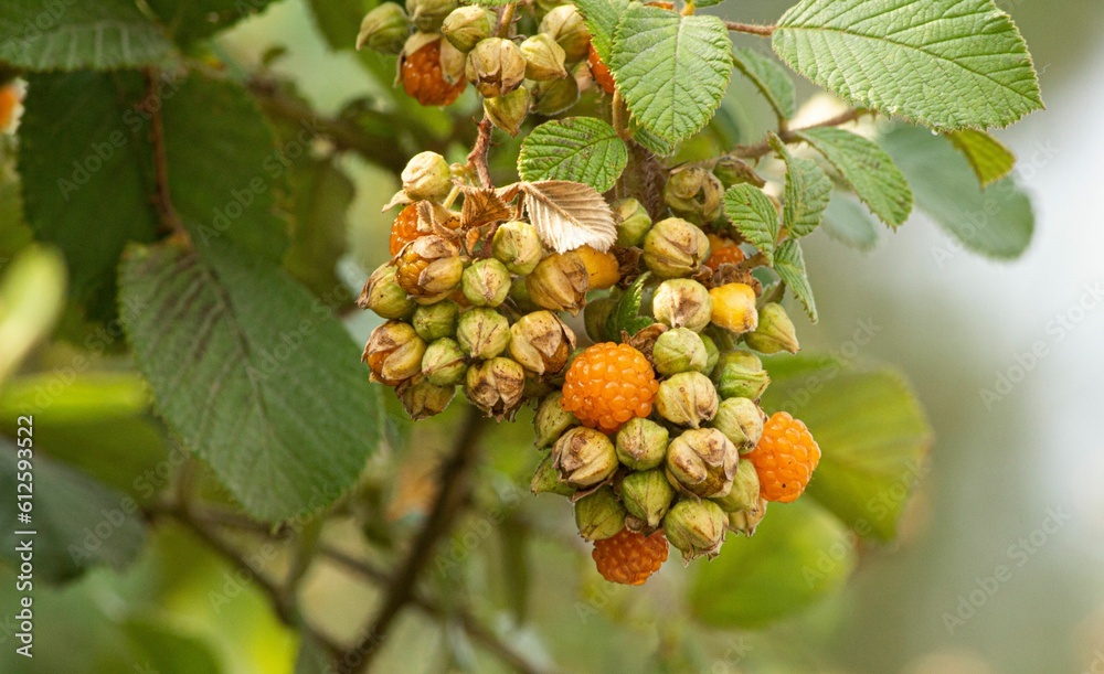 Closeup shot of a tree fruit with blurry background Closeup shot of a tree fruit with blurry background