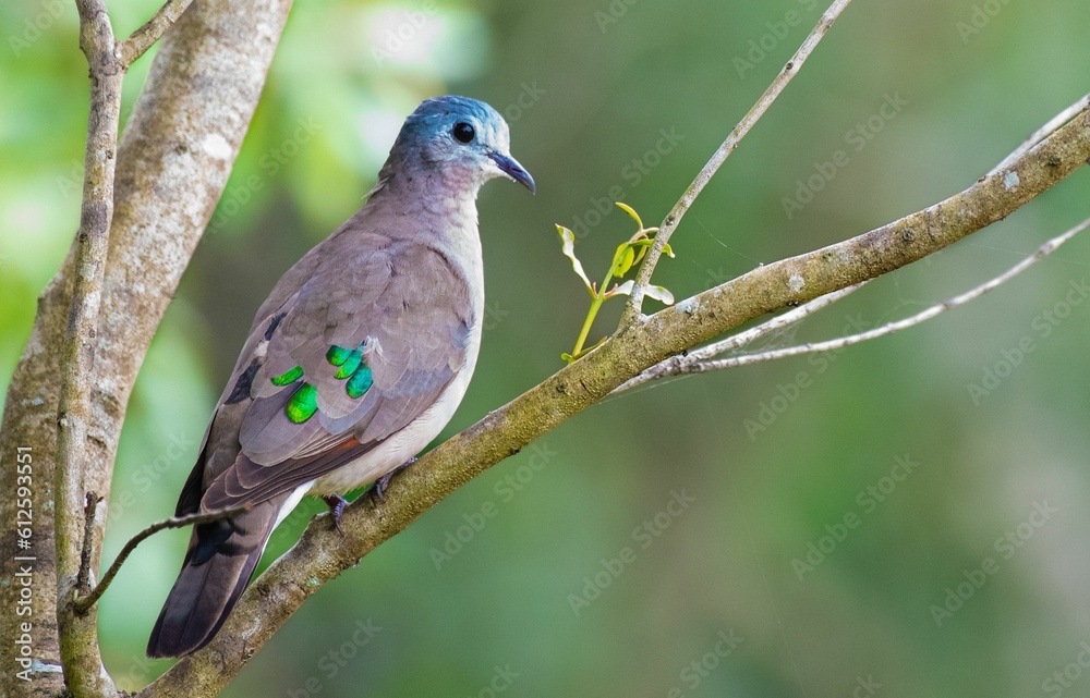 Emerald dove standing on a tree branch , closeup shot Emerald dove standing on a tree branch , closeup shot