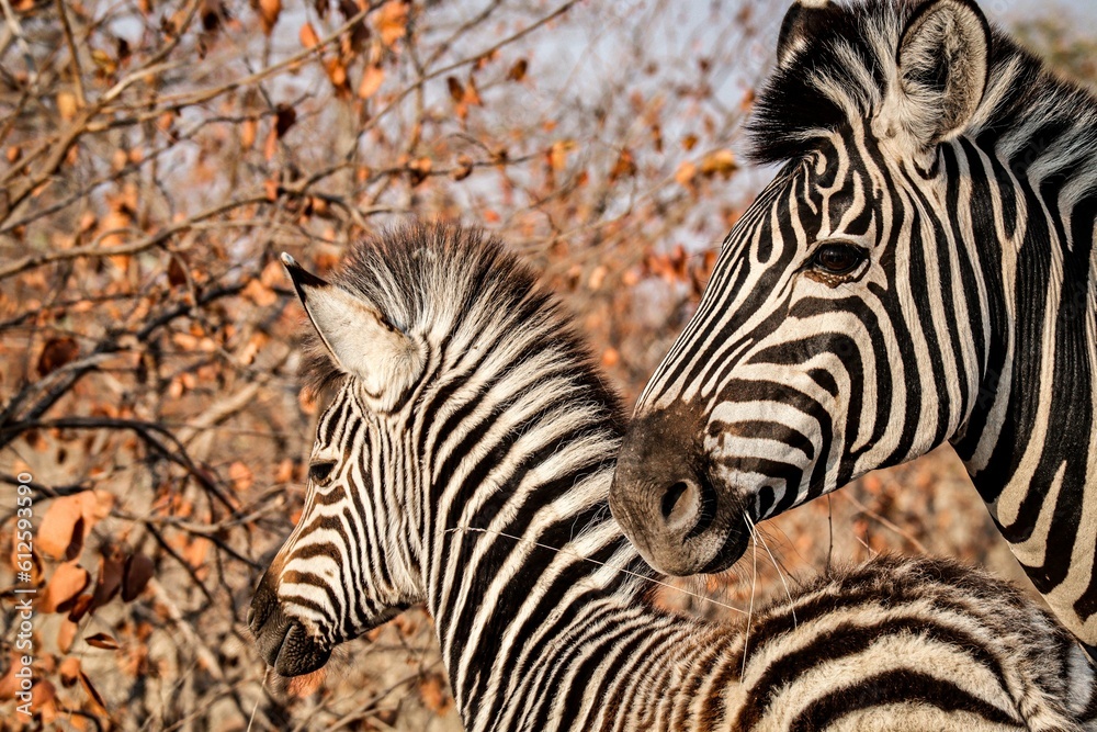Fototapeta premium Closeup of beautiful zebras near autumn trees during daytime