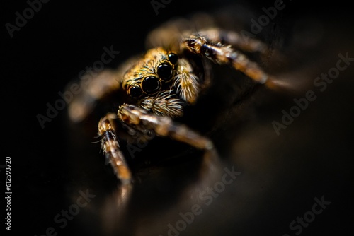 Closeup of a scary jumping spider on a blurred background © Yanik Fankhauser/Wirestock Creators