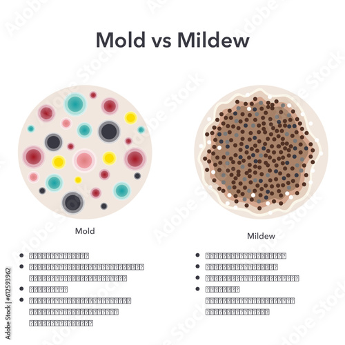 Mold versus Mildew scientific vector illustration