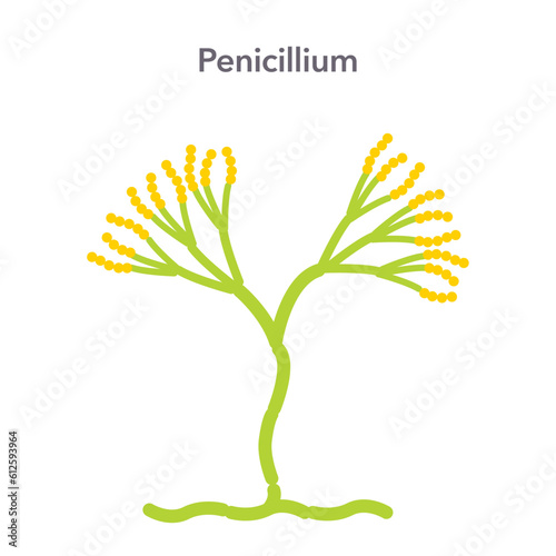 Penicillium mold fungi science vector illustration