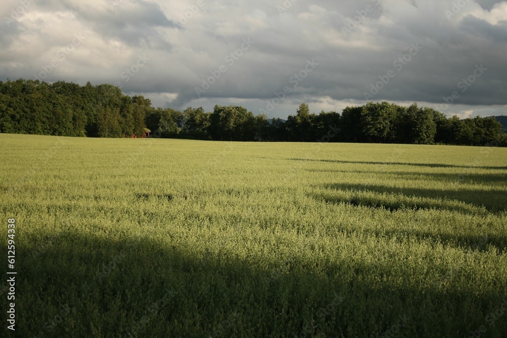 Beautiful shot of an unripe wheat field on a cloudy day