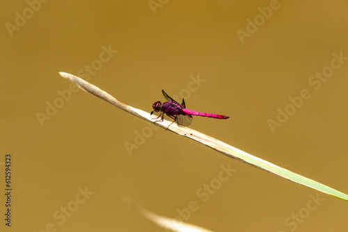 dragonfly insect with transparent wings over leaf