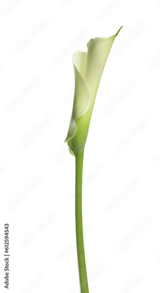 Beautiful calla lily flower on white background