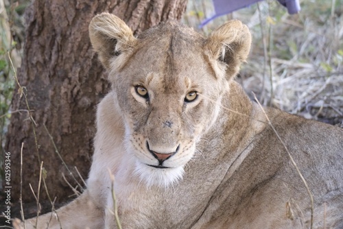 Closeup shot of a lioness lying before a trunk in a safari and looking at the camera
