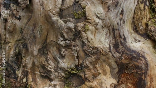 Wooden bark that looks like painting