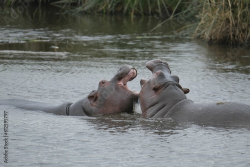 Closeup shot of two hippos swimming in a lake and fighting for dominance with open mouths