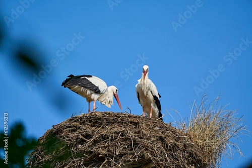 Photography a couple of white storks, ciconia ciconia, sitting in their tall aerie