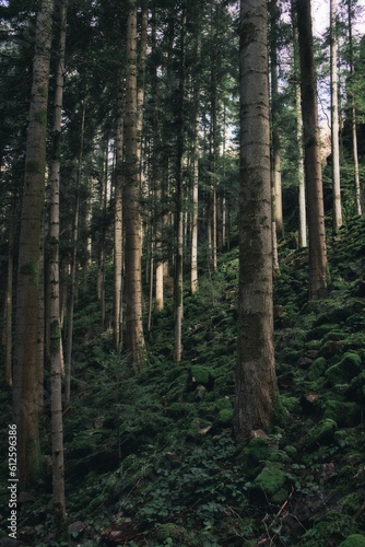 High green trees growing in the forest © Michael Vorberg/Wirestock Creators