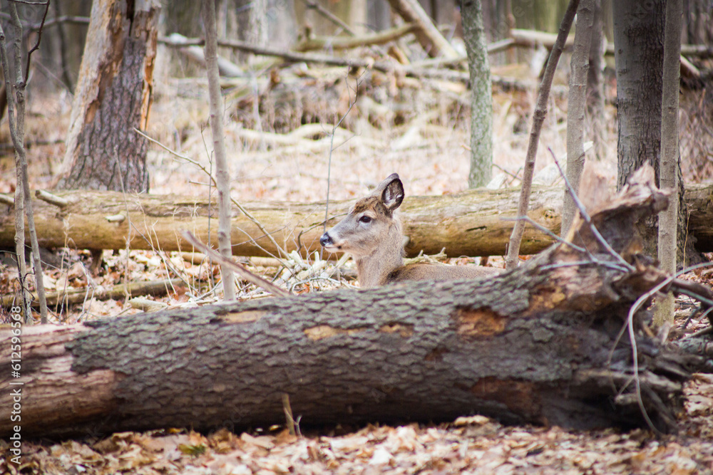 Deer in the winter Deer in the winter