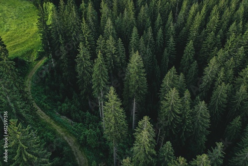 Aerial shot of a pine forest.