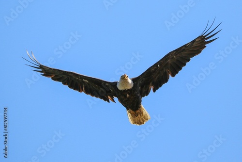 Low angle shot of a bald eagle flying in a cloudless blue sky