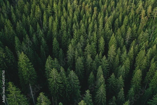 Aerial shot of a pine forest. photo