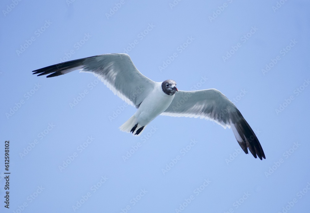 Beautiful flight of a white seagull wings with a blue sky on the horizon Beautiful flight of a white seagull wings with a blue sky on the horizon
