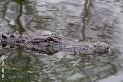 Close-up of a pike alligator (Alligator mississippiensis) swimming in a swamp