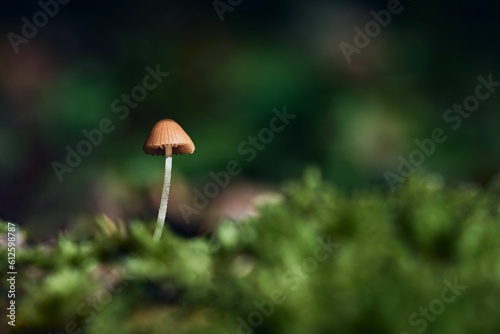 Closeup of a small grooved bonnet mushroom against the blurred green background of a forest