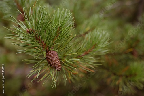 Closeup shot of details on a green pine tree branch