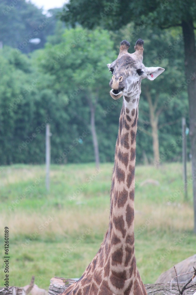 Fototapeta premium Vertical shot of the giraffe (Giraffa) looking aside in the park in the daytime