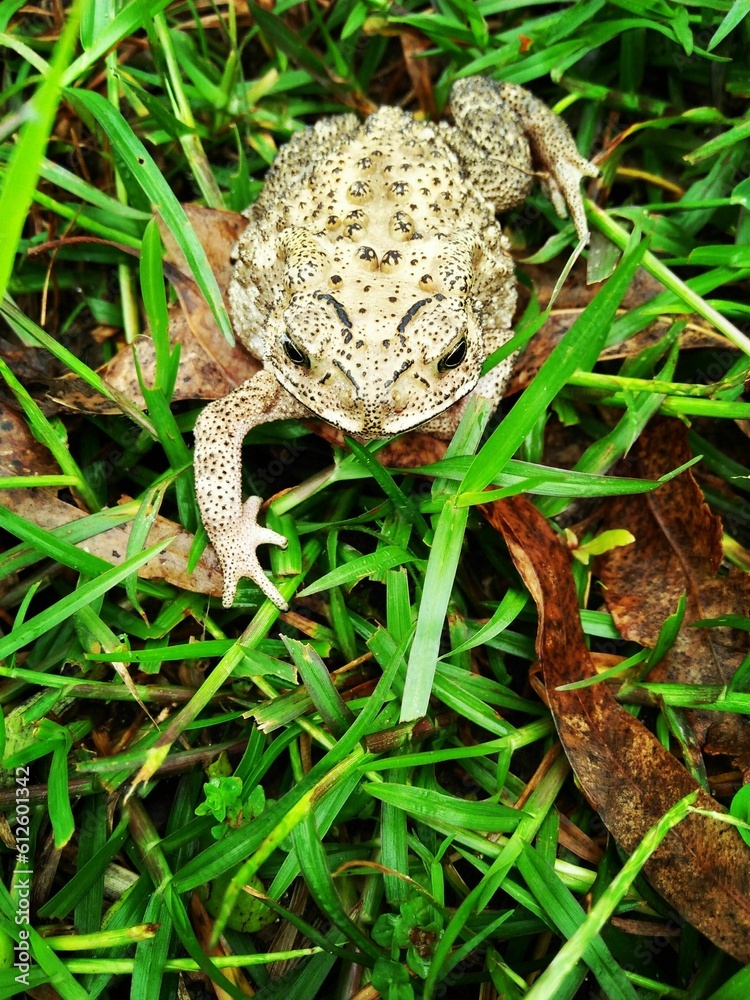 Fototapeta premium Toad perching on grass