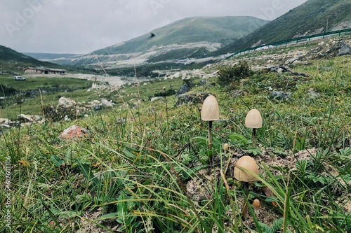 Close-up shot of panaeolus semiovatus mushrooms growing in a meadow with mountains in background photo