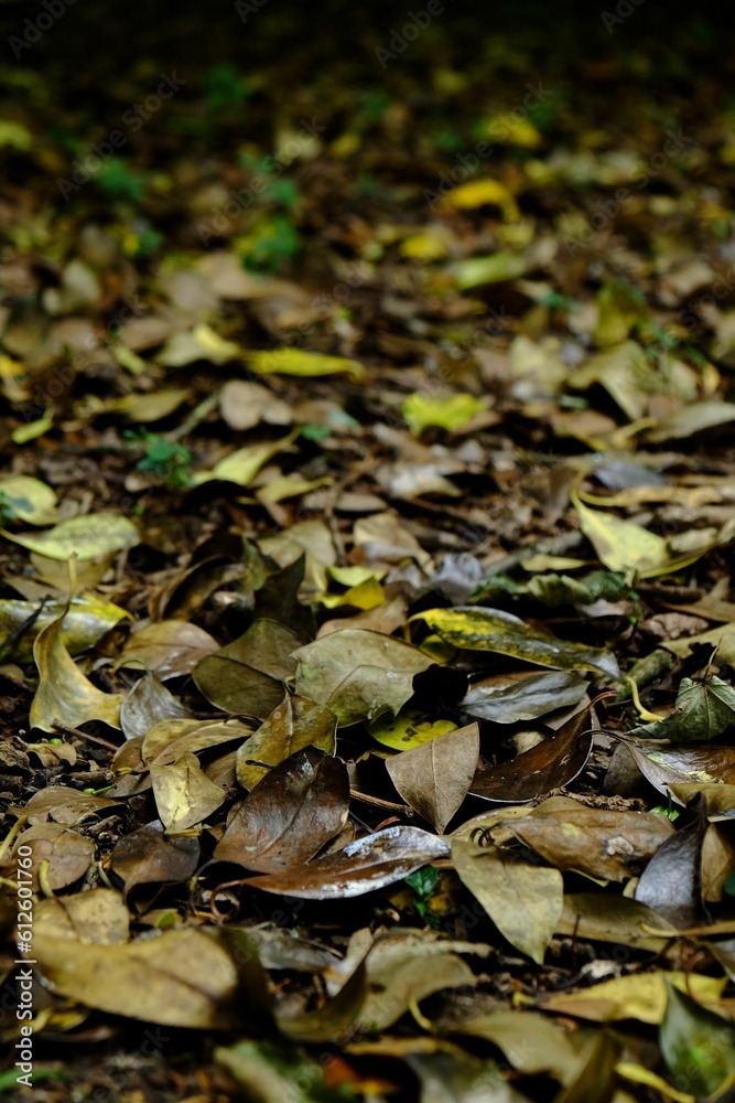 Vertical selective focus of yellow leaves on the ground in the forest Vertical selective focus of yellow leaves on the ground in the forest