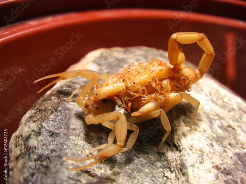 Closeup of Arizona bark scorpion on a rock with babies, blurred background