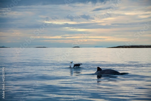 View of a seagull and a Cetacean fish swimming in the sea at sunrise