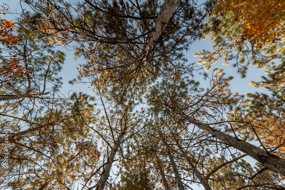 Low angle shot of a tree from the bottom with yellow leaves in the background of the clear blue sky Low angle shot of a tree from the bottom with yellow leaves in the background of the clear blue sky