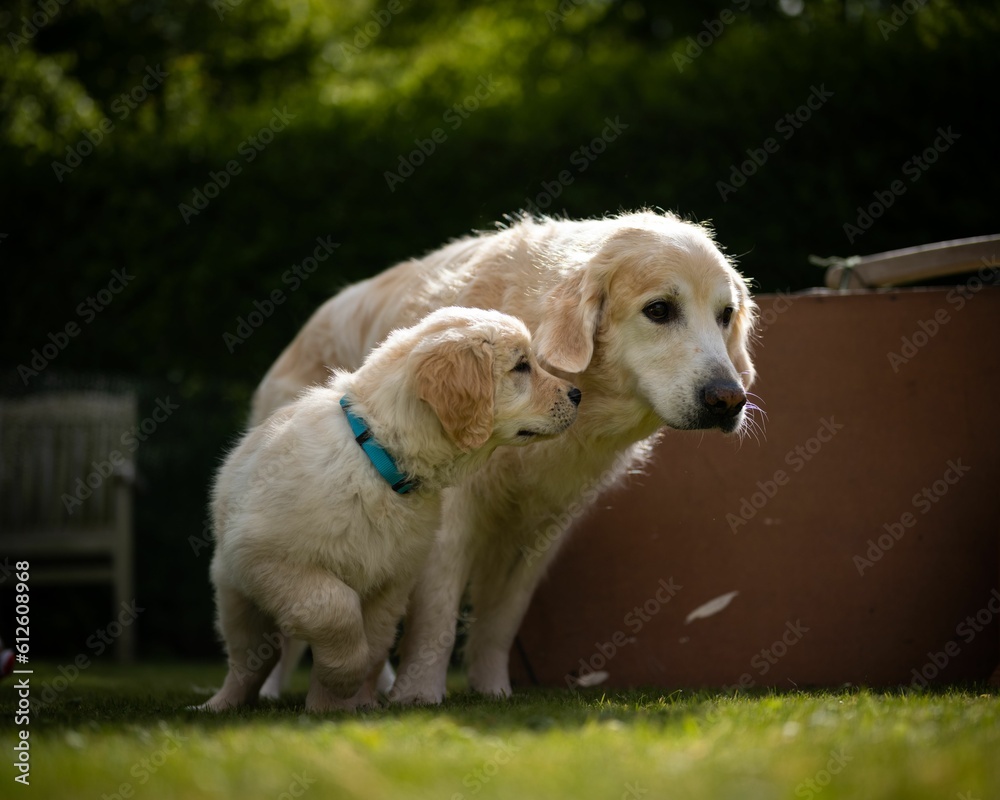 Closeup of two golden retrievers, an adult, and a puppy. Closeup of two golden retrievers, an adult, and a puppy.