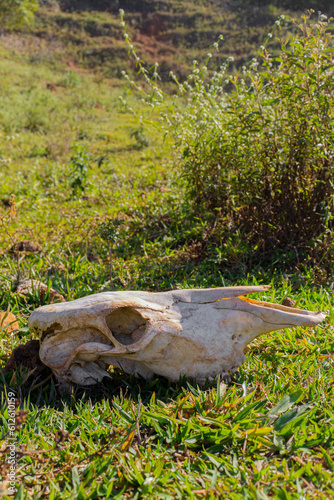 bovine skull in the grass © luizfelipe.81
