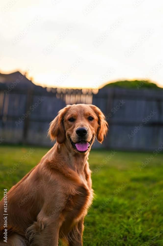 Vertical shot of a happy Golden Retriever sitting on the lawn in the yard and looking at the camera