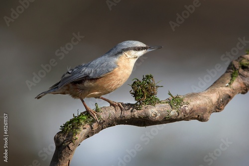 Closeup shot of a Eurasian Nuthatch found standing on a wooden branch in the wild