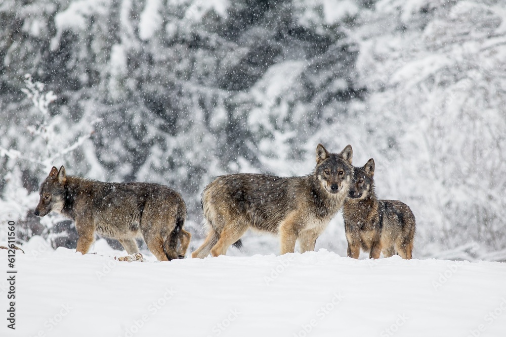 Obraz premium Pack of wolves in the winter scenery in Poland.