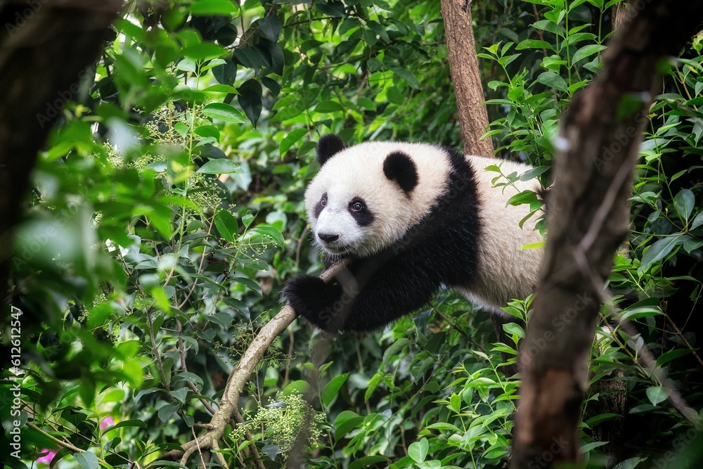 Cute panda climbed onto a tree Cute panda climbed onto a tree