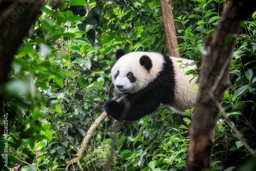 Cute panda climbed onto a tree