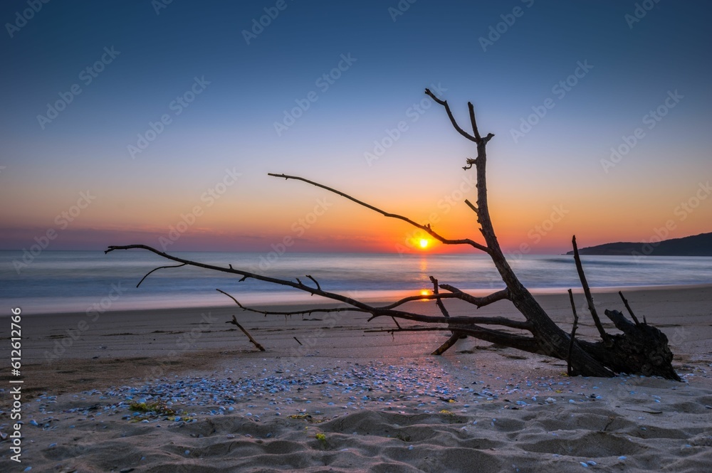 custom made wallpaper toronto digitalScenic shot of Driftwood Beach in Jekyll Island, Georgia at sunset